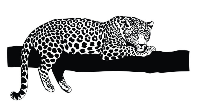 Leopard resting on branch silhouette black and white vector illustration of spotted wild cat isolated on white background for wildlife conservation logo design predator feline art