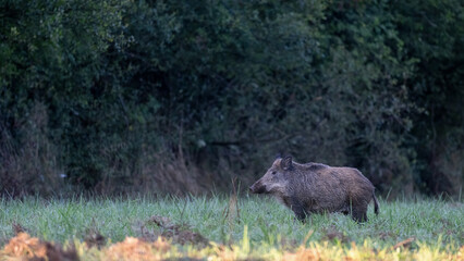 Female Wild boar standing in a plain at the edge of the forest in the morning. Sus scrofa, Sologne, Loiret 45, r&eacute;gion Centre Val de Loire, France, European Union, Europe