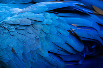 Obraz premium Feather detail of a Blue and Yellow Macaw (Ara ararauna) in the Pantanal of Brazil. 