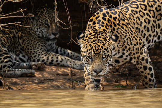 A pair of mating jaguars (Panthera onca) interact along a river in the Pantanal, Mato Grosso, Brazil. 