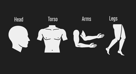 Vector illustrations depicting essential human body sections including the head, torso, arms, and legs, designed as a clear anatomical diagram for educational and medical purposes