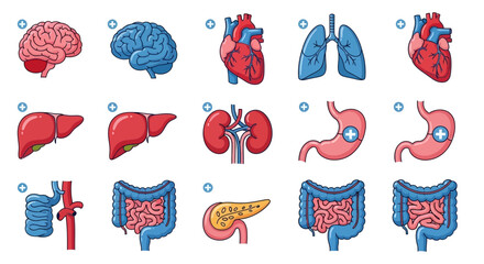 Illustrations of human internal organs including the brain, heart, lungs, liver, kidneys, stomach, and intestines, presented in a clean, schematic style