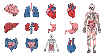 Collection of Human Body Organs and Skeleton Diagrams for Medical and Educational Purposes