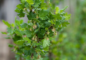 blooming gooseberry