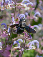 xylocopa valga