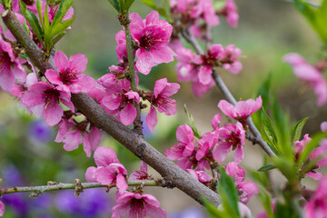 blooming peach