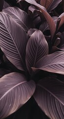 Obraz premium Richly textured burgundy tropical foliage captured in low light, emphasizing the sculptural beauty of overlapping exotic plant leaves.