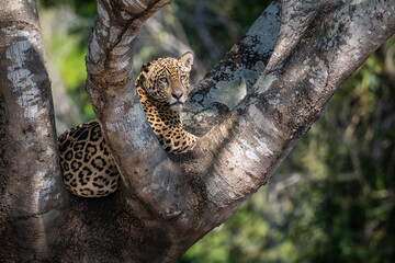 A young, male, jaguar (Panthera onca) named "Pantanero" rests in a tree in the Pantanal, Mato Grosso, Brazil.  © David W Shaw