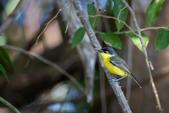 A Common Tody Flycatcher (Todirostrum cinereum) perched on branch in the Pantanal, Brazil, Mato Grosso. 