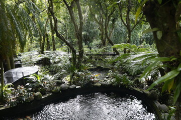 jungle © Евгения Аникина