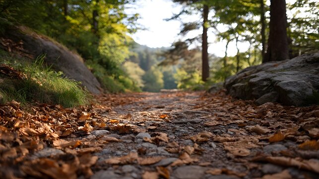 A sun d d forest trail covered in vibrant autumn leaves