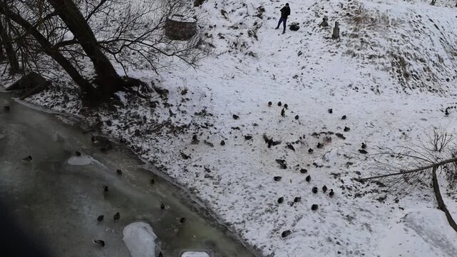 "Flock of ducks gathered on a partially frozen riverbank in winter with a lone person observing"