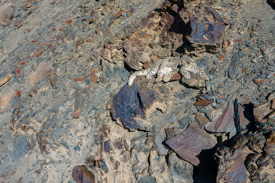 Aerial view of a snow leopard camouflaged against the rugged terrain of the Hunza mountains, its spotted coat blending seamlessly with the rocks, Hunza, Gilgit, Pakistan.
