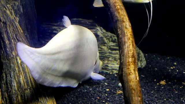Exotic pacu fish swims gracefully in a spacious aquarium among randomly placed natural driftwood. The footage showcases scale details and the unique body shape of this freshwater inhabitant in a seren