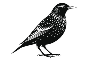 Obraz premium european starling silhouette line art vector illustration