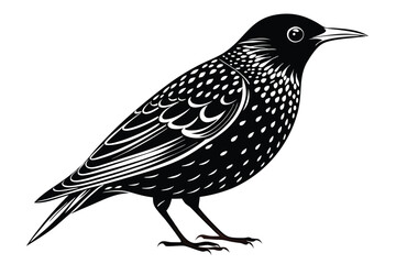 Fototapeta premium european starling silhouette line art vector illustration