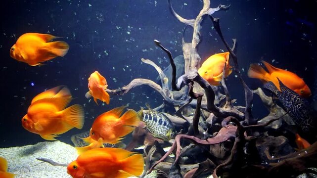 A school of vibrant Red Blood Parrot Cichlids swims in a spacious aquarium under deep blue lighting. These exotic fish with unique body shapes create dynamic movement, showcasing intense coloration an