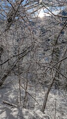 After the snowfall in Chiusaforte