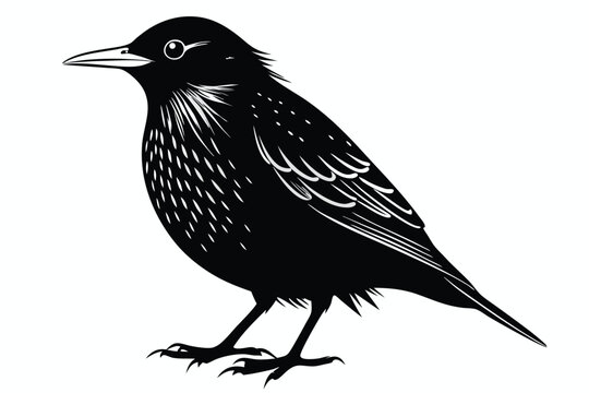 european starling silhouette line art vector illustration