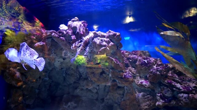 Exotic Humpback Grouper (Cromileptes altivelis) swims gracefully in an aquarium under vibrant blue lighting. The spotted fish navigates against the current, showcasing its unique pattern and natural p