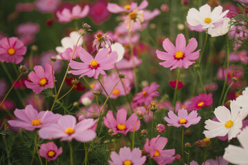 Fototapeta premium Pink flower white flower yellow center garden nature bloom floral summer outdoors field pink petal white petal blossom spring wildflower meadow close up colorful fresh delicate beauty flora growth