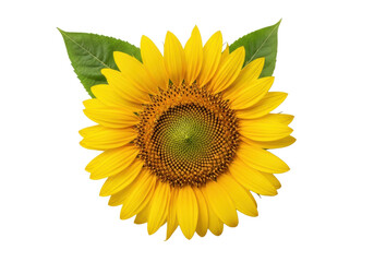 Fototapeta premium Large, vibrant yellow sunflower with intricate spiral seed head and green leaves, top-down view, isolated on seamless transparent background, professional studio shot, concept of summer beauty