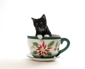 Black and white kitten in large coffee cup © Tony Campbell