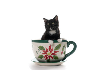 Black and white kitten in large coffee cup © Tony Campbell