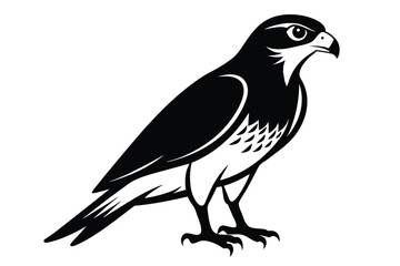 Fototapeta premium eurasian sparrowhawk silhouette line art vector illustration