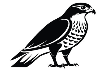 Obraz premium eurasian sparrowhawk silhouette line art vector illustration