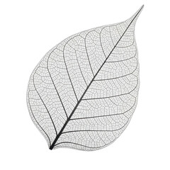 Obraz premium Delicate leaf skeleton close-up