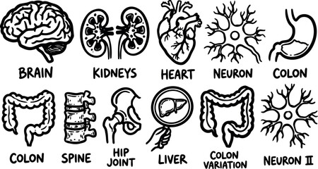 Fototapeta premium Hand drawn black and white anatomical vector set of brain heart kidneys neurons colon spine hip joint liver with labeled variations