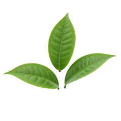 Obraz premium Fresh Tea Leaves