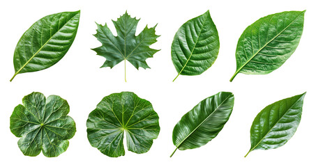 PNG Various green leaves collection on transparent background