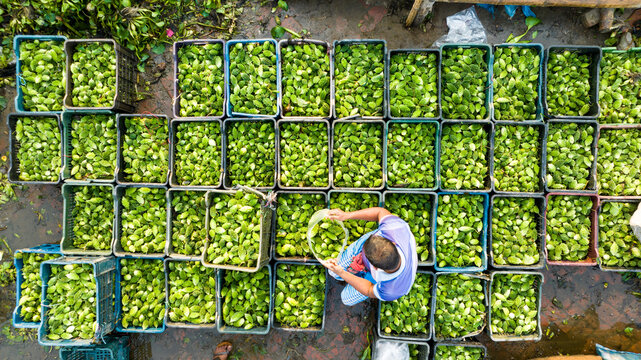 Aerial view of a vibrant array of green produce neatly arranged in blue crates, creating a stunning mosaic of color and texture, Shibganj, Rajshahi Division, Bangladesh.