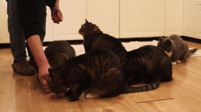 Close-up footage of a woman feeding several domestic cats indoors on a wooden floor. Home pet care routine, cats eating food from hands, cozy everyday life with animals