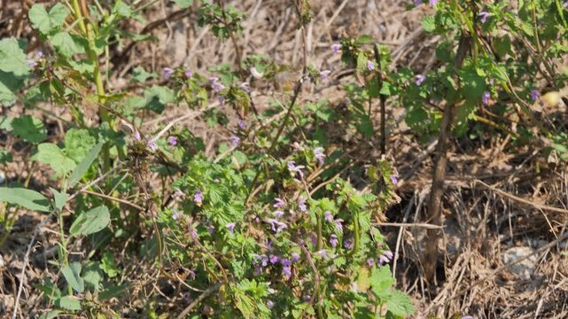 Hummingbird hawk-moth (Macroglossum stellatarum) feeding on flowers