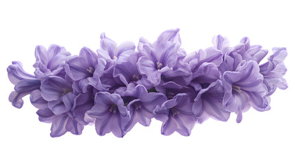 Beautiful horizontal border arrangement of delicate ruffled light purple hyacinth flower blossoms on transparent background