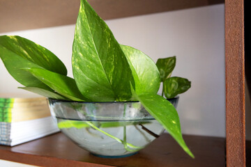 A pothos plant inside a glass bowl with water (close-up photograph)