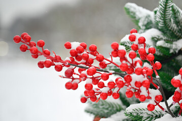 Rowan berries on a spruce branch in winter