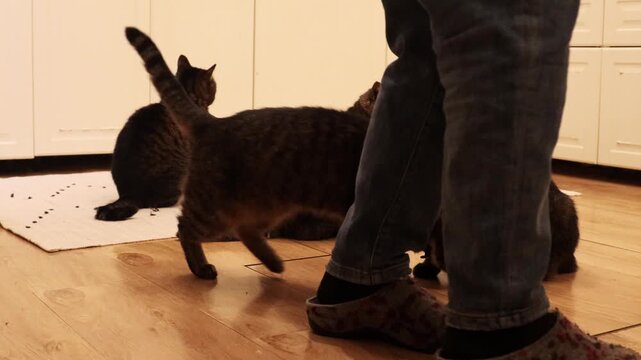 Close-up footage of a woman feeding several domestic cats indoors on a wooden floor. Home pet care routine, cats eating food from hands, cozy everyday life with animals
