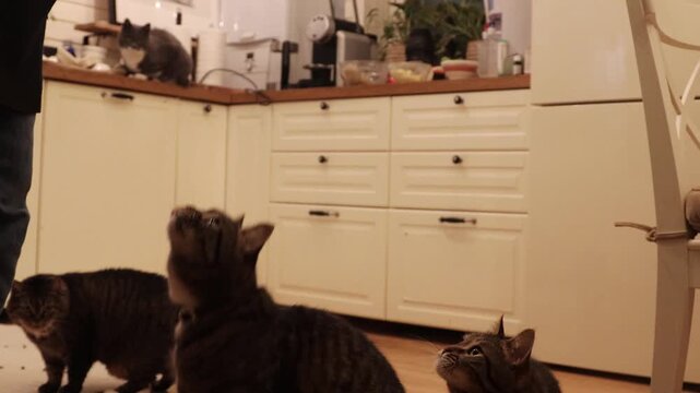 Close-up footage of a woman feeding several domestic cats indoors on a wooden floor. Home pet care routine, cats eating food from hands, cozy everyday life with animals