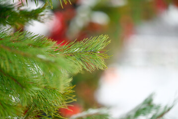 Spruce branch close up in a winter park