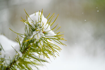 Spruce branch covered in snow at a winter park