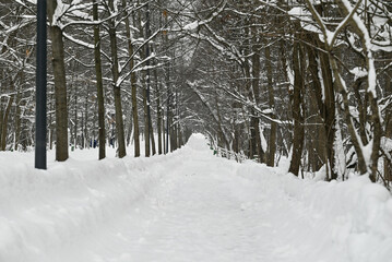 Path between snowy trees in winter forest. Tranquil winter landscape