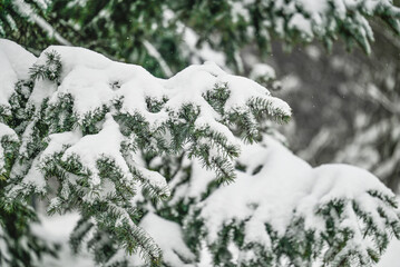 Spruce branches covered in snow at a winter park
