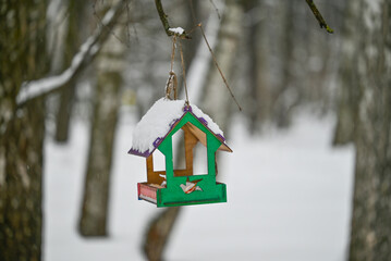 Feeder for birds hung on a tree branch in winter park