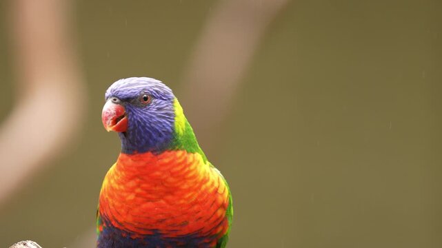 Rainbow lorikeet (Trichoglossus moluccanus) is a beautiful species of parrot found in eastern Australia. Slow motion, 25 percent natural speed.