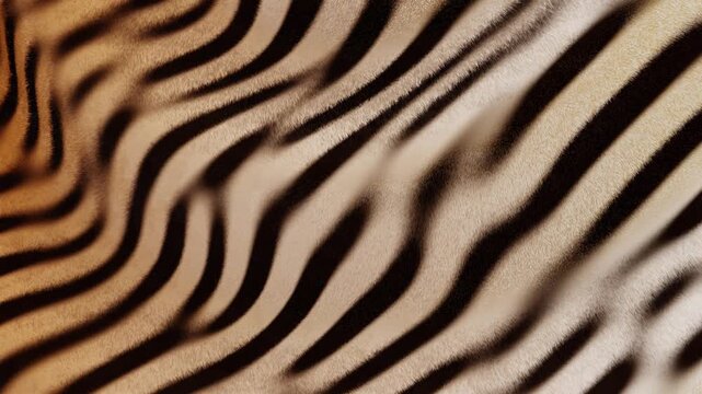 3D abstract tiger animal exotic pattern stripes template copyspace horizontal loop animation wallpaper fur texture jungle nature fashion design textile background banner brown orange black luxury