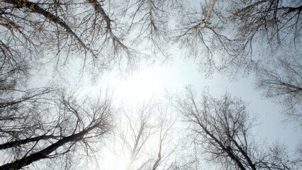 Obraz premium Bare trees against bright sky